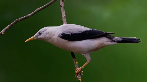 10 Rare Animals