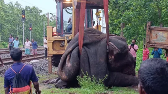elephant