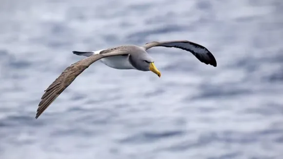 Largest wingspan birds