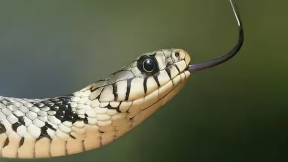 if human bites snake,Snake bite,Bihar snake bite, snake bite in india,  snake bite case in india, snake poision,,