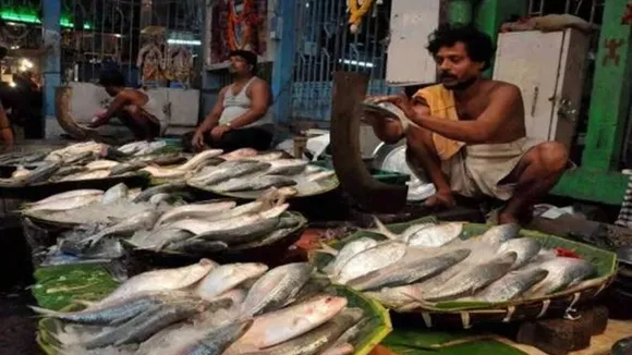 hilsa bangladesh