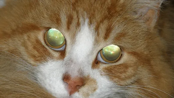 Glowing eyes at night