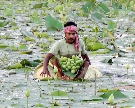 পদ্ম চাষ,  পদ্ম সংকট,  দুর্গাপুজো,  মহাষ্টমী,  সন্ধিপুজো,  ১০৮ পদ্ম,  পূর্ব বর্ধমান,  পদ্মের দাম,  নগরায়ন,  বাংলার দুর্গোৎসব,  Lotus cultivation,  Lotus crisis,  Durga Puja,  Maha Ashtami,  Sandhi Puja,  108 lotuses,  Purba Bardhaman,  Lotus price,  Urbanization impact,  Bengal Durga festival