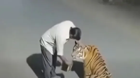 Tiger Viral Video: রাজু প্যাটেলের ভাইরাল ভিডিও।