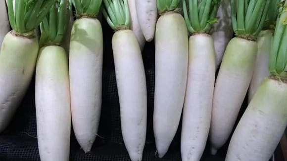 Radish Benefits: মূলা খাওয়ার বিরাট উপকারিতা, কী সেটা জেনে নিন।