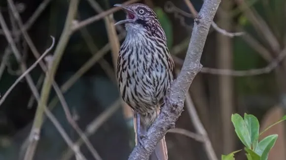 Indian Birds: ভারতীয় পাখি।