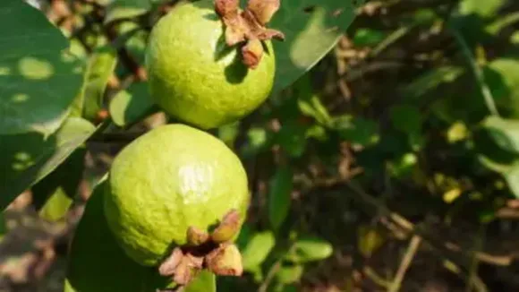 Guava Benefits: পেয়ারার গুণাগুণ চমকে দেওয়ার মত।