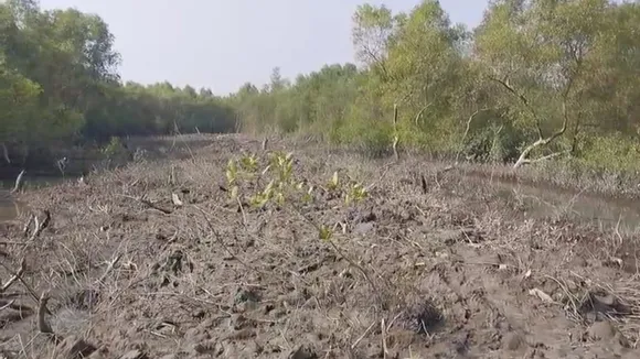 Sundarbans mangrove destruction,  Kultali mangrove cutting  ,Illegal fishery in Sundarbans,  Mangrove forest destruction West Bengal  ,Kultali environmental protest,  TMC BJP clash Sundarbans  ,Illegal bheri construction,  Sundarbans environment issue  ,Mangrove cutting controversy,  South 24 Parganas news,সুন্দরবন ম্যানগ্রোভ ধ্বংস  ,কুলতলি ম্যানগ্রোভ কাটা,  সুন্দরবনে ভেড়ি বিতর্ক  ,বেআইনি মাছের ভেড়ি  ,কুলতলি পরিবেশ ধ্বংস  ,সুন্দরবন পরিবেশ সুরক্ষা,  তৃণমূল বিজেপি তরজা  ,ঠাকুরান নদী চর,  মৈপিঠ বৈকুন্ঠপুর পঞ্চায়েত  ,দক্ষিণ ২৪ পরগনা খবর