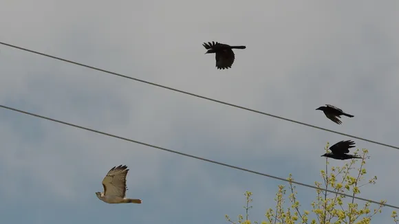 Animal Punishment System: পশুদের মধ্যেও আছে শাস্তির ব্যবস্থা।