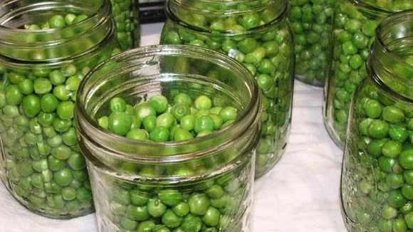 Green Peas Storage Tips: সবুজ মটর সংরক্ষণের উপায় জেনে নিন।