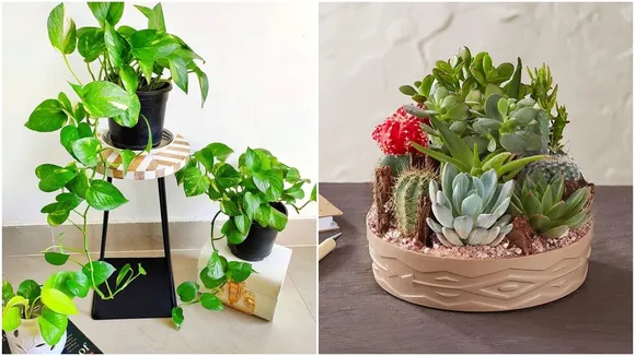 Vastu Plants for Office Desk: বাস্তুশাস্ত্র মেনে অফিসের ডেস্কে রাখুন গাছ।