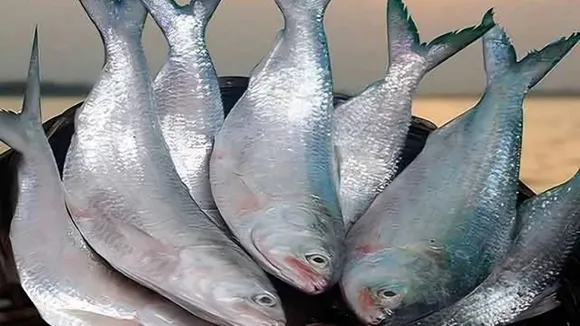 3000 metric tonne hilsa