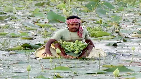 durgapuja lotus 