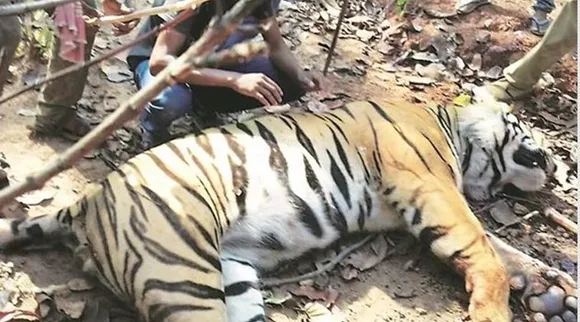 royal bengal tiger, west bengal