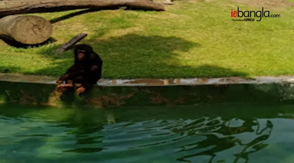 Video: গরমে শিম্পাঞ্জির জলকেলি!