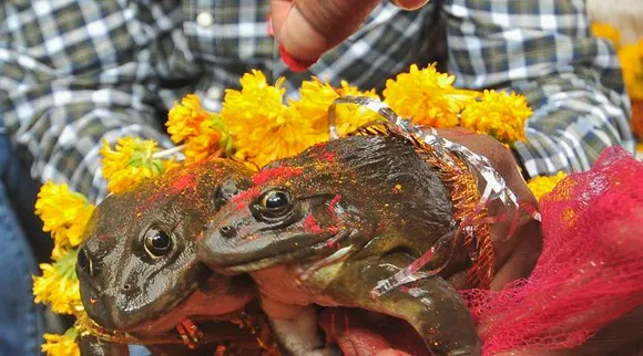 People hold frogs as they solemnise a frog marriage in the central Indian city of Nagpur