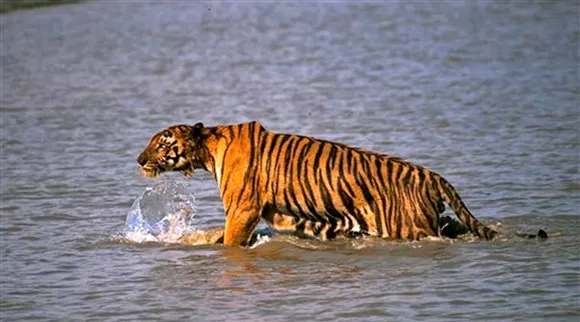 tiger