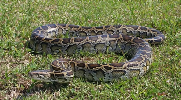 burmese-python