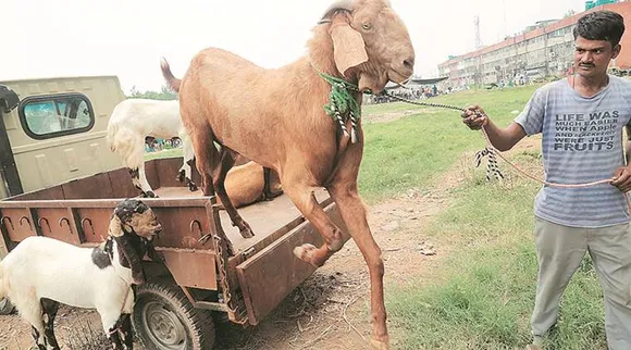 goat, ছাগল