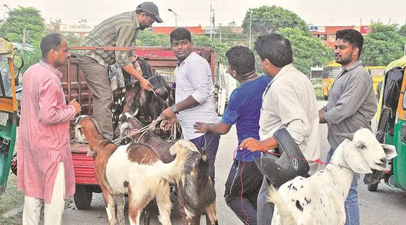 goat-main