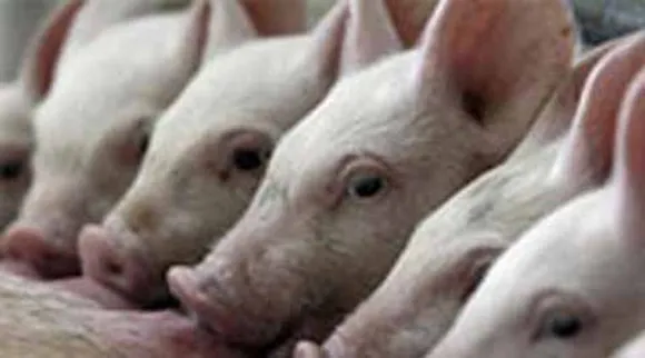 swine flu, সোয়াইন ফ্লু