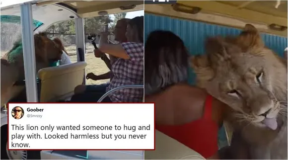 lion-snuggle-tourist-safari-759 (2)
