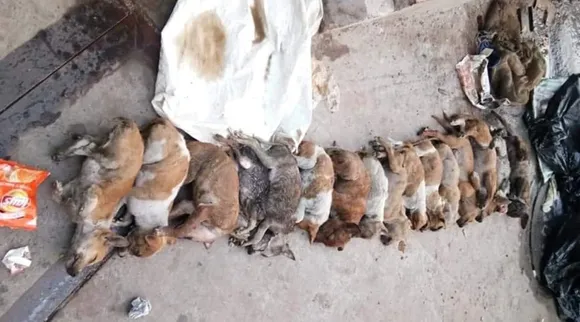Bodies of 16 Pups Found in Kolkata