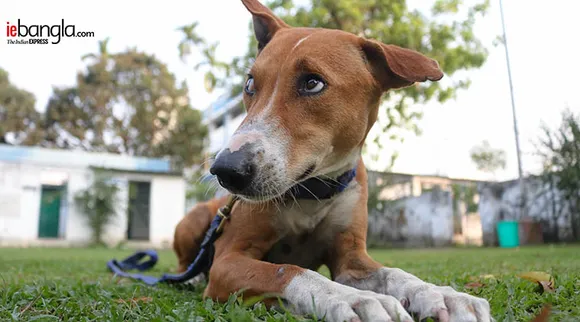 street pup, রাস্তার কুকুর, desi dog, রাজ্যে পুলিশ, Westbengal police, আশা, Asha, ব্যারাকপুর, Barrackpore