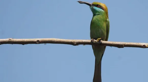 bird chirping meaning