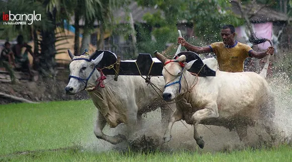 Moichara, মইছাড়া, Cattle Race, গরুর দৌড়, Festival, পুরনো প্রথা, traditional bull racing, মিলন উত্‍সব, Cow race, গরু, monsoon, বর্ষা, season, চাষি, farmers