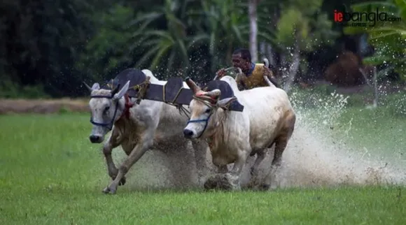 cattle racing west bengal