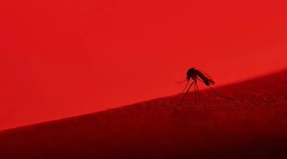 malaria, dengue, zika, chikungunya, dengue symptoms, dengue treatment, how to manage dengue, indian express, indian express news google-site-verification