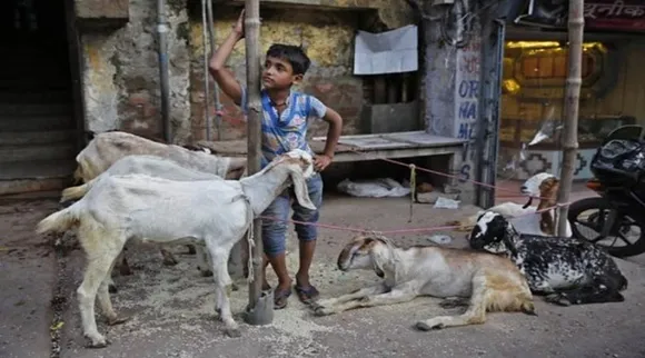 Animal Sacrifice, Eid