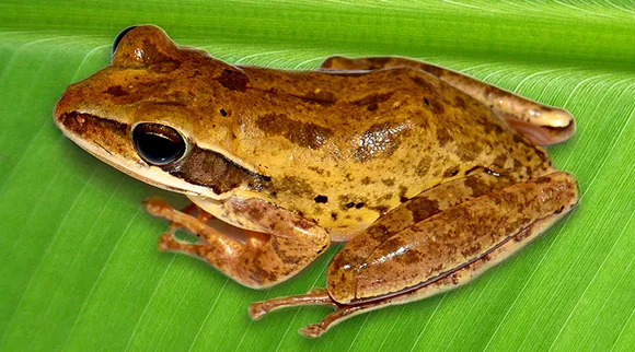 new species of tree frog discovered in bengal