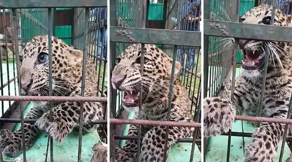 leopard, duars