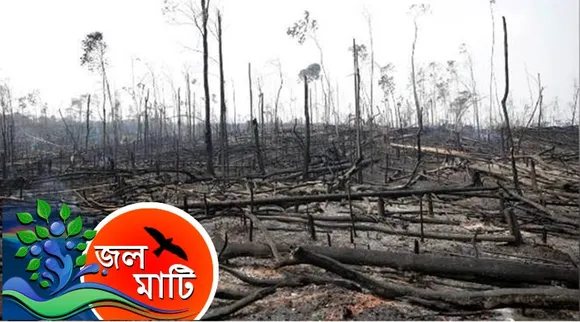Environment, Deforestation