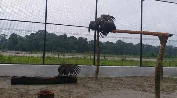 vulture, griffin