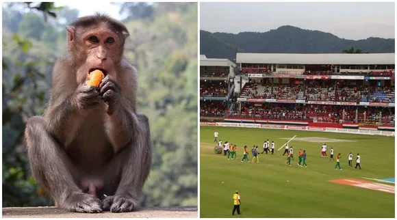 Cricket Monkey