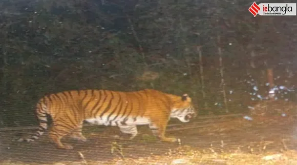 Royal bengal tiger seen at neora valley