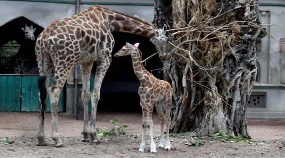 Alipore zoo, চিড়িয়াখানা, চিড়িয়াখানায় ঝড়ের তাণ্ডব, আলিপুর চিড়িয়াখানা, Alipore zoo news, Cyclone Amphan, ঘূর্ণিঝড় আমফান, আমপান, আম্পান, আম্ফান, উমপুন, উমপুনের খবর, উম্পুন, উমফুন, আমফানের খবর, আমফান বিপর্যয়, সাইক্লোন, সুপার সাইক্লোন, Cyclone Amphan bengal, Cyclone Amphan west bengal, Cyclone Amphan