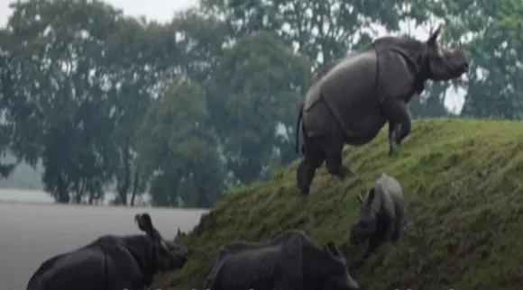 kaziranga, কাজিরাঙা