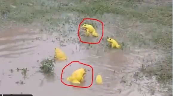 দিনের সেরা বাছাই করা ভাইরাল: জোরকদমে যৌন মিলন মাঠের মধ্যে, রক্তাক্ত ক্রোকোডাইল হান্টারের ছেলে,