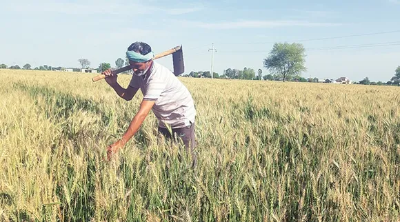 msp, ন্য়ূনতম সহায়ক মূল্য়, গমের ন্য়ূনতম সহায়ক মূল্য়, wheat msp