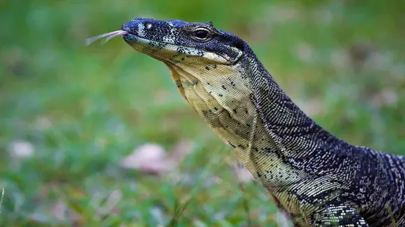 Cyclone Yaas, Monitor Lizard