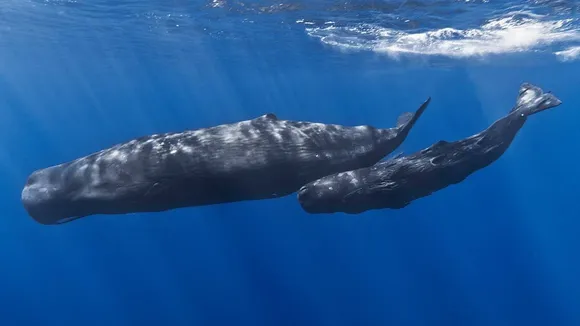 Sperm Whale, Ambergris