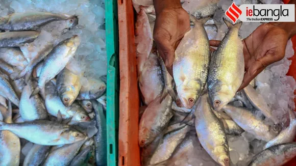 Hilsa Price, Jamai Sasthi