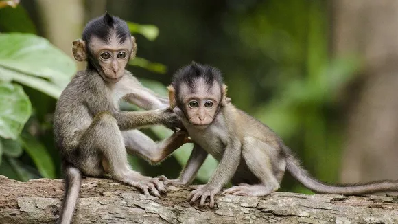 Monkey B Virus