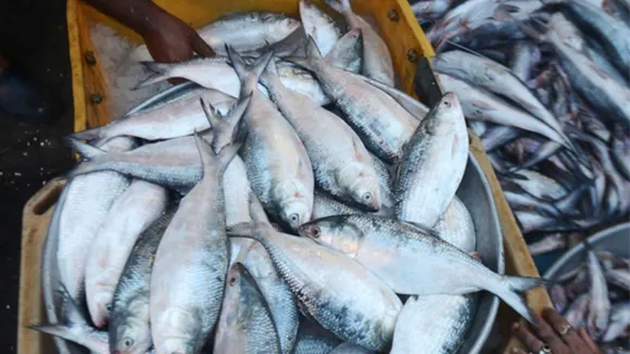 Hilsa Fish, Bengal Fisheries