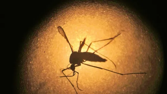 Zika virus, Zika virus prevention, Zika virus cause, জিকা ভাইরাস