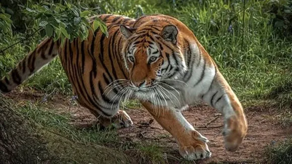 Forest workers injured in Gosaba tiger attack, jungle surrounded by nets